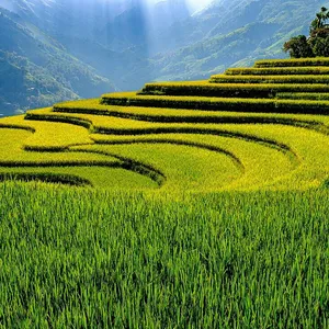 Vietnam Express Tour-mu-cang-chai-38
